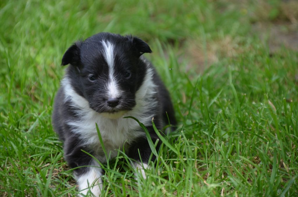 De la foret des reves bleus - Chiots disponibles - Shetland Sheepdog