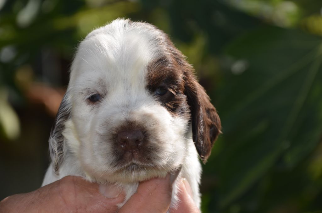 Chiot Cocker Spaniel Anglais De la foret des reves bleus
