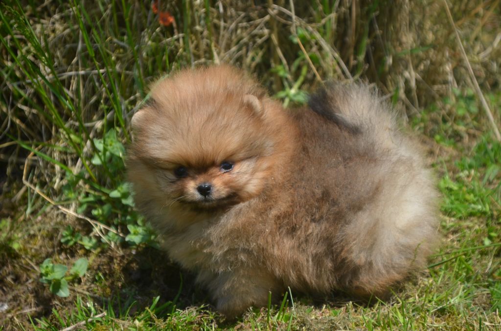 Chiot Spitz allemand De la foret des reves bleus