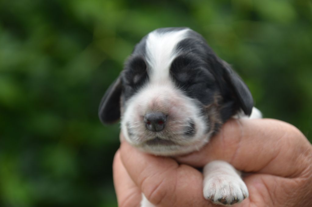 Chiot Cocker Spaniel Anglais De la foret des reves bleus