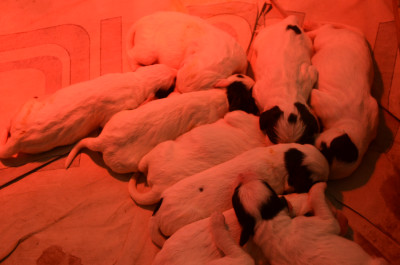 Chiot N°10 tricolore