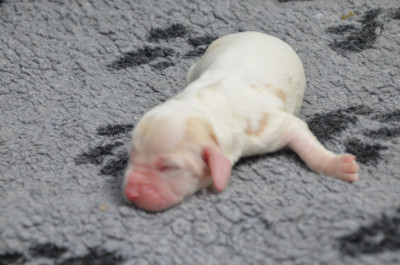 Chiot N°2
