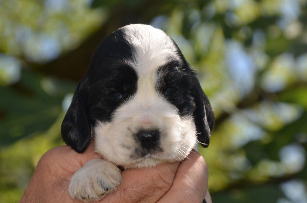 De la foret des reves bleus - Chiots disponibles - Cocker Spaniel Anglais