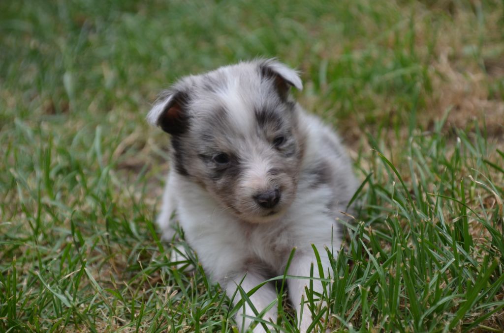 De la foret des reves bleus - Chiots disponibles - Shetland Sheepdog