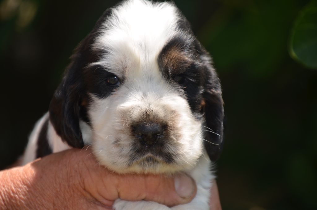 De la foret des reves bleus - Chiots disponibles - Cocker Spaniel Anglais