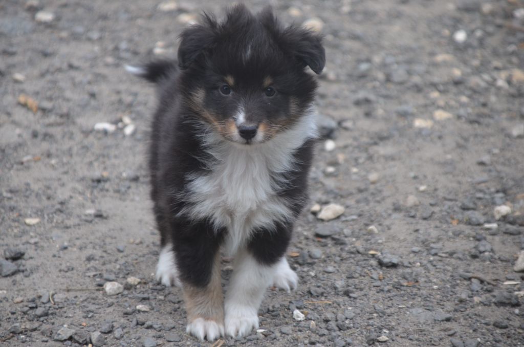 De la foret des reves bleus - Chiots disponibles - Shetland Sheepdog