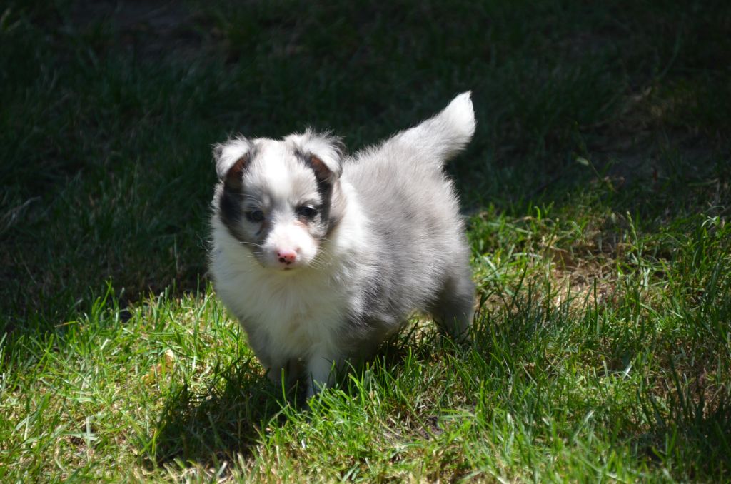 Chiot Shetland Sheepdog De la foret des reves bleus