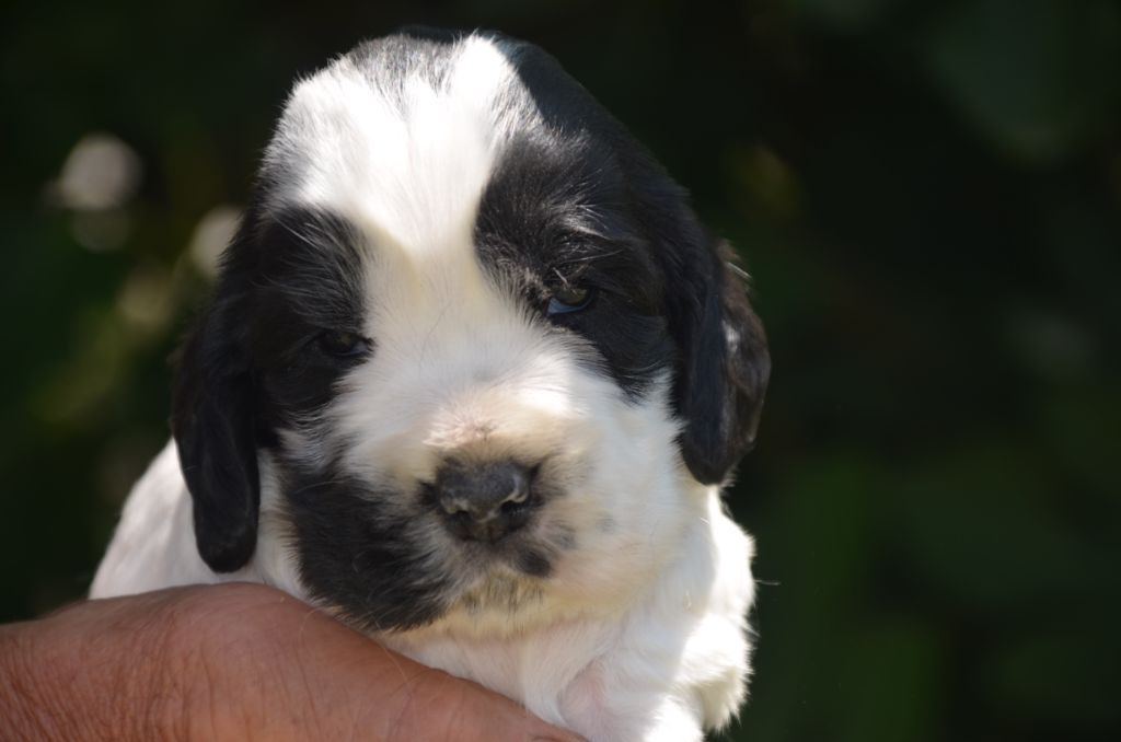 De la foret des reves bleus - Chiots disponibles - Cocker Spaniel Anglais
