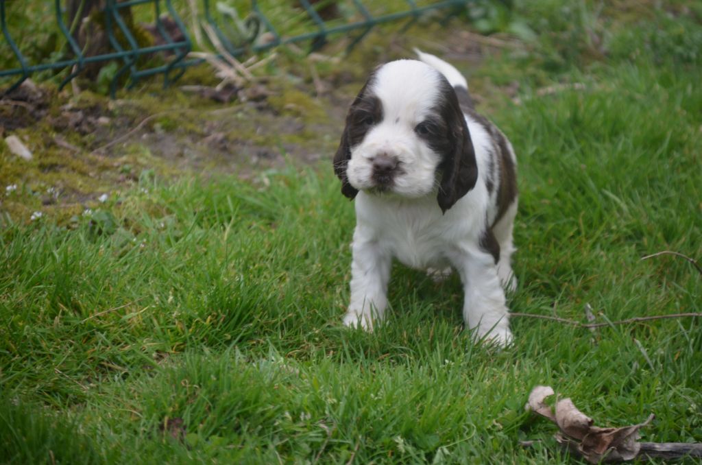 De la foret des reves bleus - Chiots disponibles - Cocker Spaniel Anglais