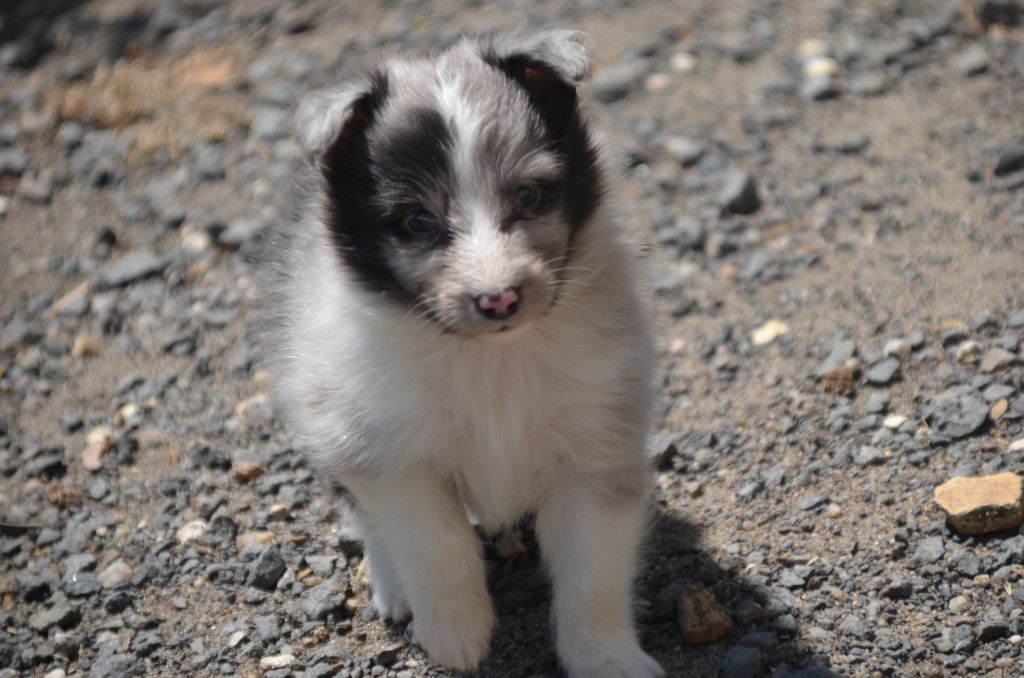 De la foret des reves bleus - Chiots disponibles - Shetland Sheepdog