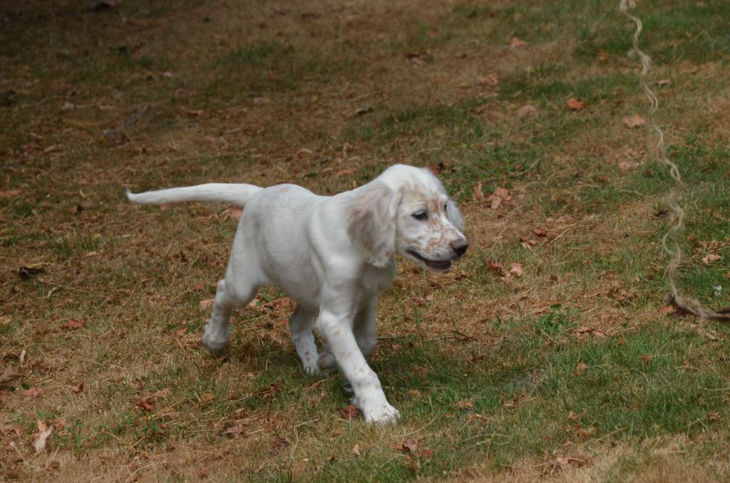 De la foret des reves bleus - Chiots disponibles - Setter Anglais