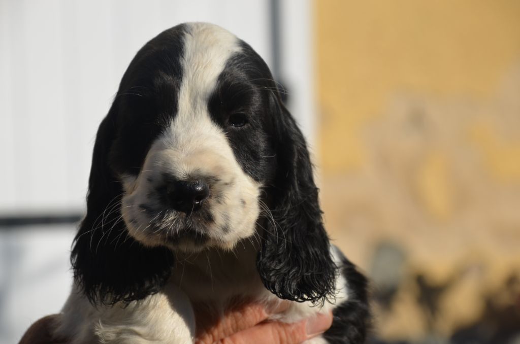 Chiot Cocker Spaniel Anglais De la foret des reves bleus