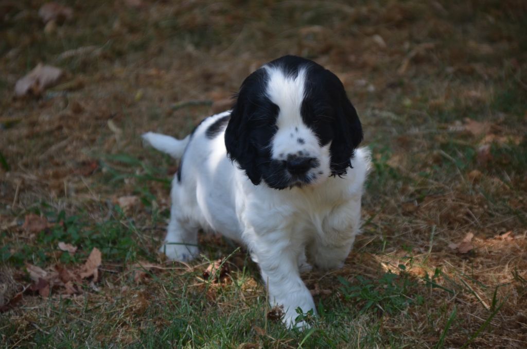De la foret des reves bleus - Chiots disponibles - Cocker Spaniel Anglais