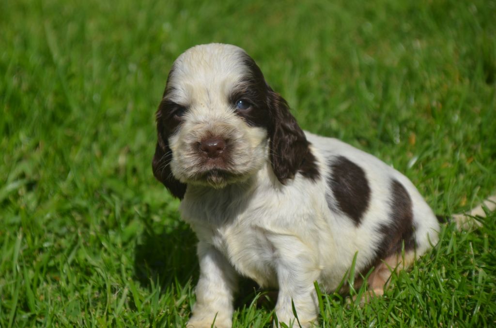 De la foret des reves bleus - Chiots disponibles - Cocker Spaniel Anglais