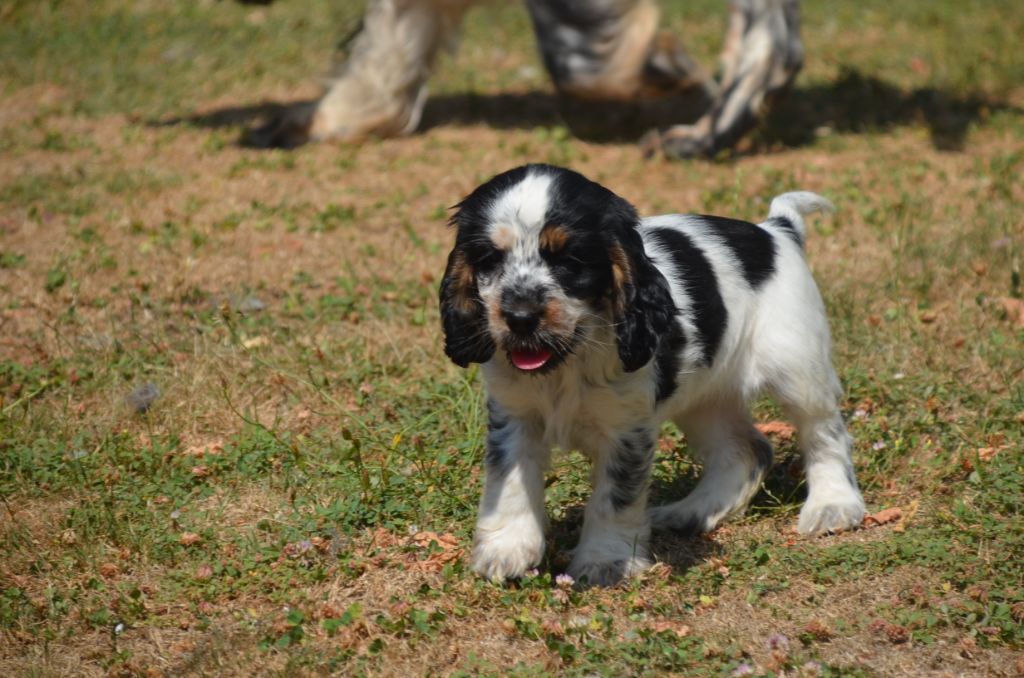 De la foret des reves bleus - Chiots disponibles - Cocker Spaniel Anglais