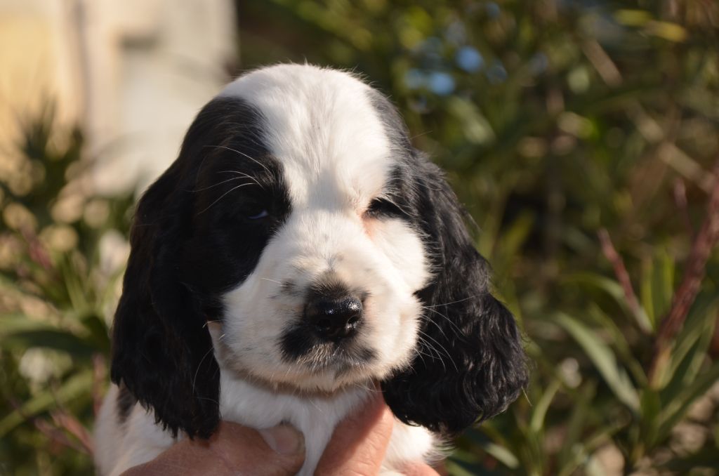 Chiot Cocker Spaniel Anglais De la foret des reves bleus