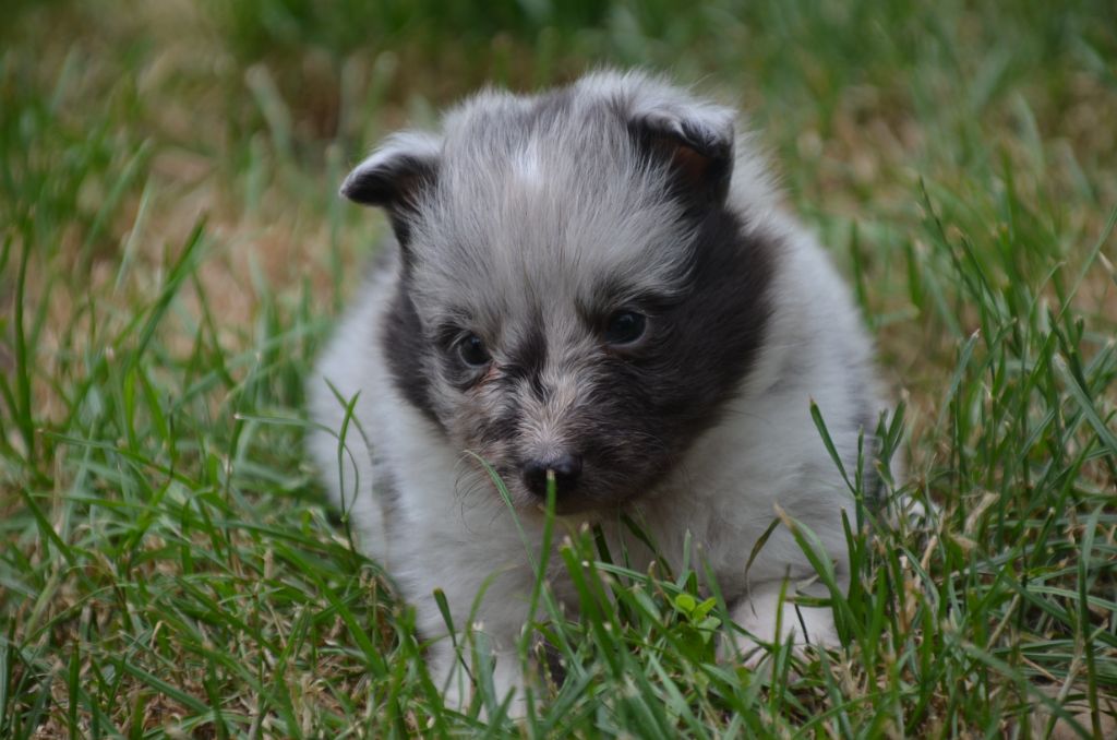 De la foret des reves bleus - Chiots disponibles - Shetland Sheepdog