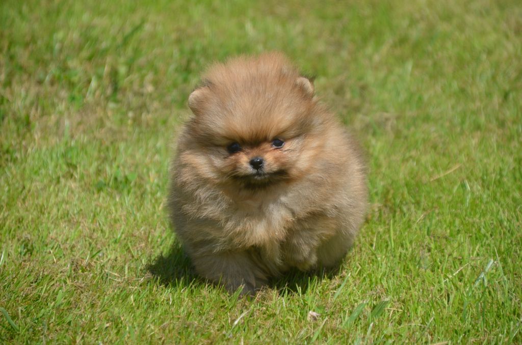 De la foret des reves bleus - Chiots disponibles - Spitz allemand